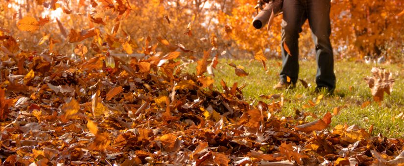 How to Find The Best Leaf Blower: 5 Things to Look For