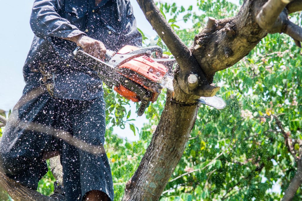 how to choose a chainsaw