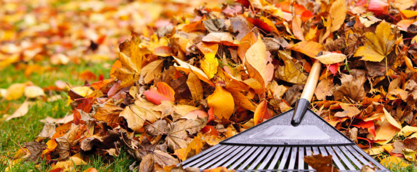 5 Fall Leaf Removal Tips Every Homeowner Needs to Know