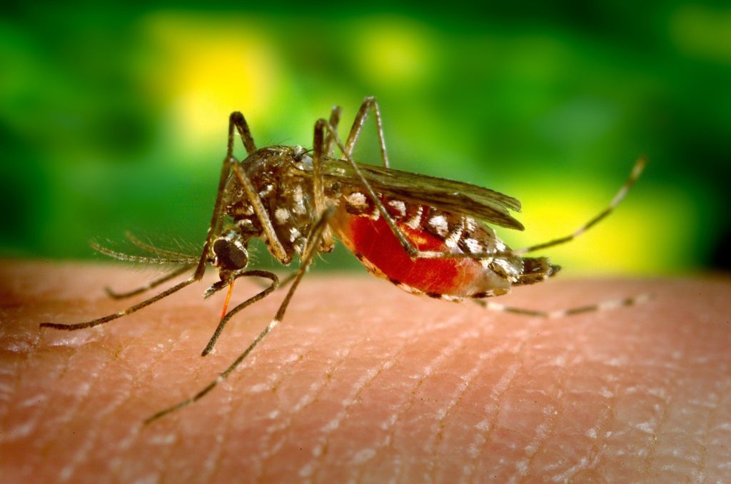 how to keep mosquitos away