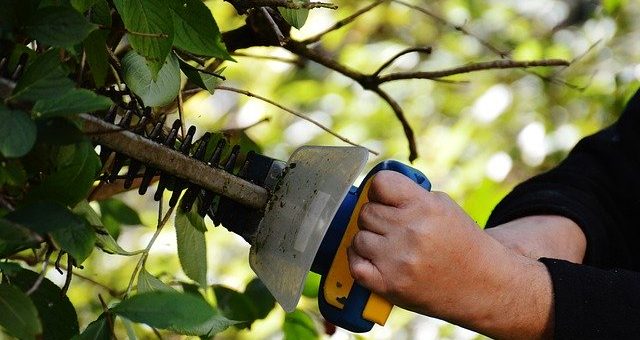 When and How to Sharpen a Hedge Trimmer